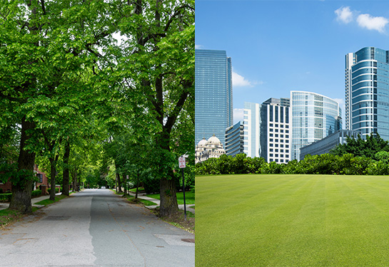 Two images: One shows mature trees along a street and the second shows a wide green lawn in front of high-rise buildings. 