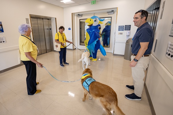 A falcon mascot greets therapy dogs and handlers in a hallway at UC Davis Health.