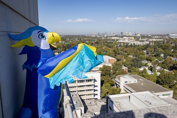 A falcon mascot stands on the edge of a UC Davis Health building overlooking the Sacramento skyline.