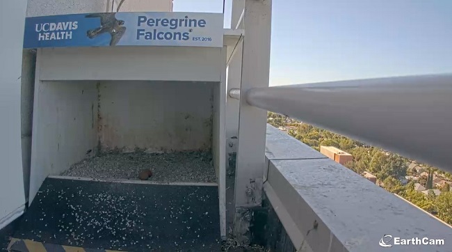 Two brown eggs are now in the falcon hutch atop the medical center
