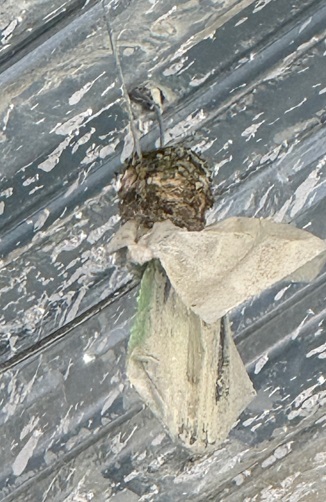A small hummingbird nest sits atop a ziplock bag underneath a steel floor.