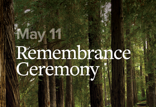 remembrance day written across image of trees