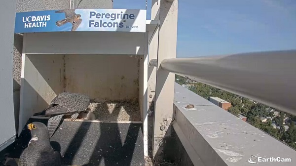 Two adult peregrine falcons in a nest box at UC Davis Health as one feeds four small chicks clustered on the floor of the nest while the other stands nearby on the ledge overlooking the area.