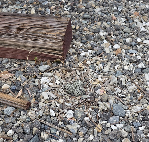 Four speckled bird eggs sit in a shallow nest on a gravel surface beside a wooden parking barrier.