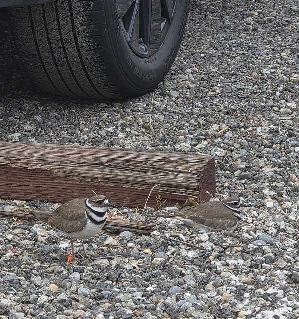 Two killdeer stand on a gravel surface near a wooden parking barrier and a vehicle tire, with one bird standing upright and the other crouched on the ground.
