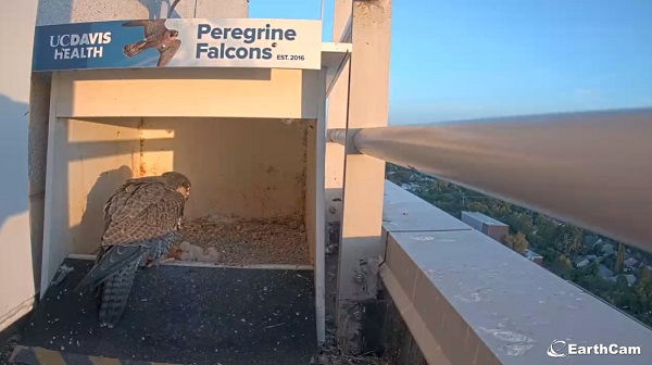Adult peregrine falcon leaning toward small chicks and an egg inside a nest box mounted on a building ledge at UC Davis Health.