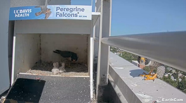 One peregrine falcon inside a nest box with three small chicks clustered on the ground while another adult falcon stands on a nearby ledge outside the box at UC Davis Health.