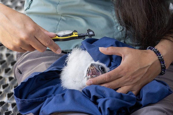 Falcon chick wrapped in blue cloth while a measuring tool is held nearby.