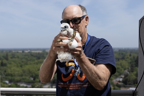 Close-up of person holding a falcon chick near their face on a rooftop.