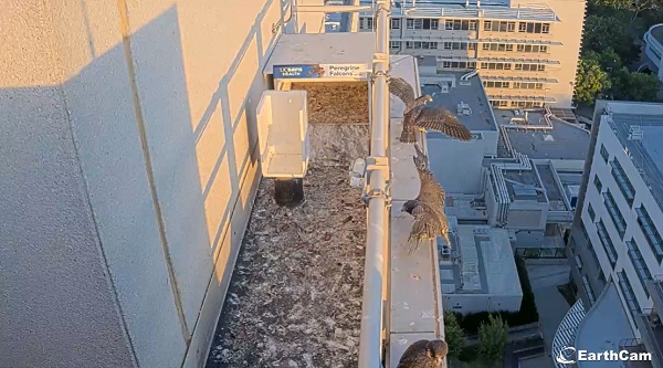 Three peregrine falcon chicks stand along a rooftop ledge in early morning light, with wings partially spread above a city view.