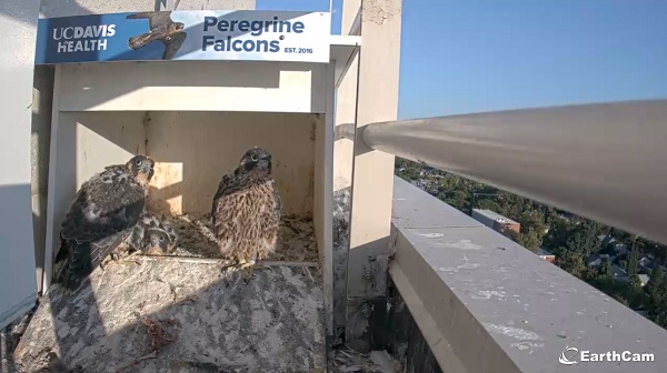 Three peregrine falcon chicks stand in a rooftop nest box with emerging brown and gray feathers and some remaining white down.