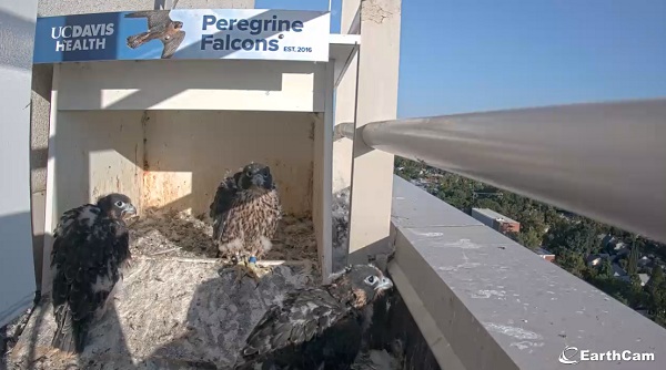 Three peregrine falcon chicks with mostly developed feathers stand together inside a nest box.