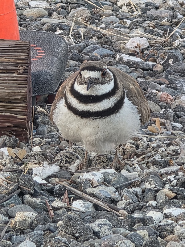 illdeer standing on gravel near a nest with camouflaged eggs, closely guarding the area near construction materials.