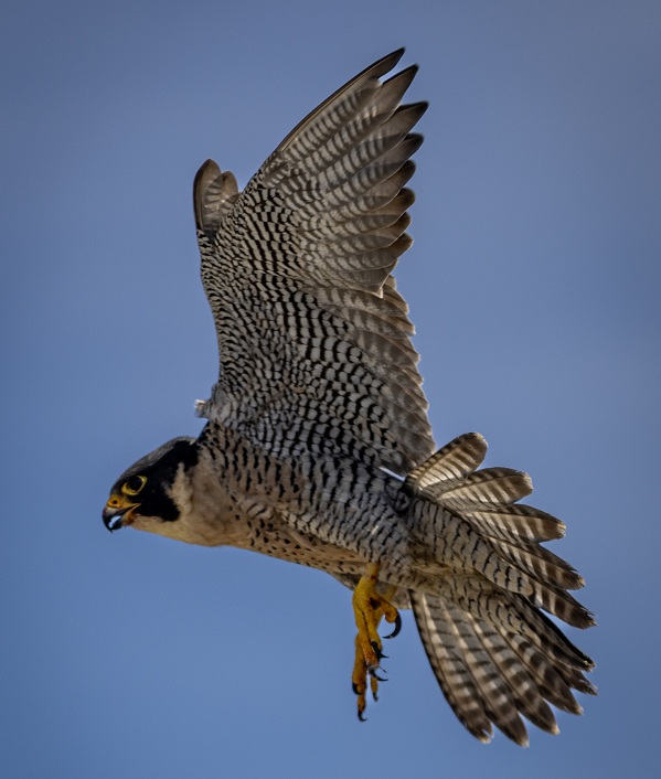 Side view of a peregrine falcon flying with wings extended against a blue sky.