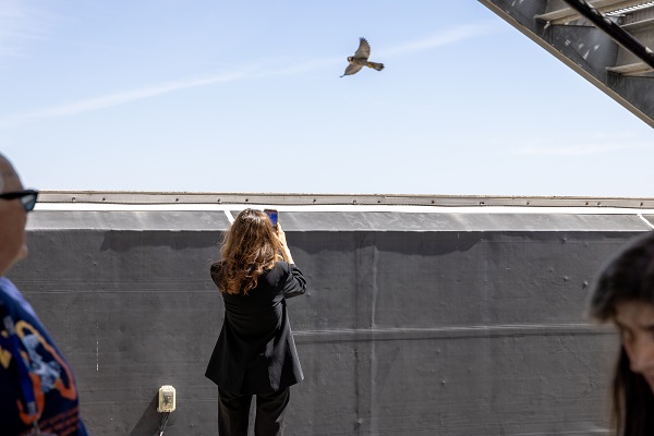 People standing on a rooftop looking up at a falcon flying above.