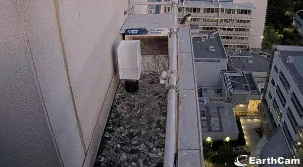Peregrine falcon perched at the edge of a rooftop ledge next to a nest box.