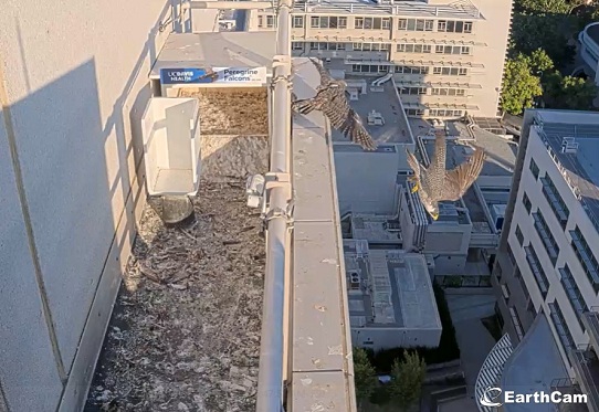 Peregrine falcons in midair near a rooftop ledge with wings fully extended.