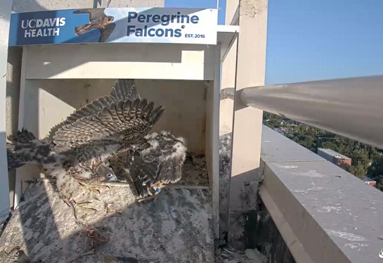 Falcon chick flaps partially spread wings inside nest box while two other chicks stand nearby.