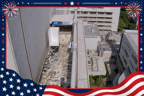 Peregrine falcon flying past the rooftop nest site above UC Davis Medical Center with campus buildings visible below and a festive Fourth of July border around the image.