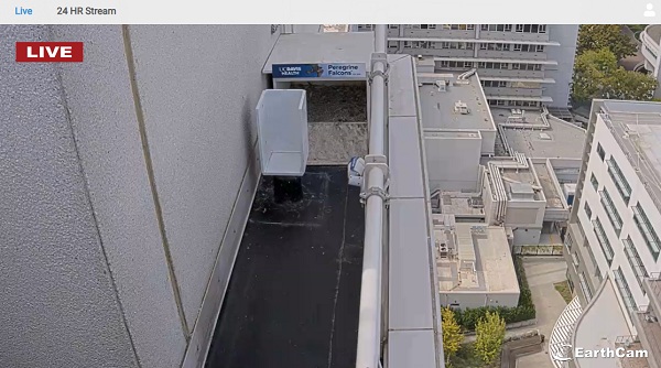 UC Davis Health peregrine falcon nest box on an exterior building ledge viewed through a live camera feed.