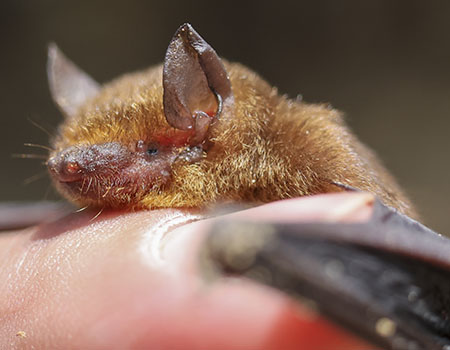 A fuzzy, brown bat sits on a person's finger, with wings splayed. 