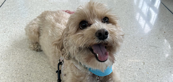 A small white dog lies on the floor of a veterinarian's office, smiling with her tongue out. 