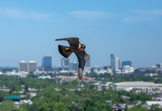 Peregrine falcon flying above Sacramento with the city skyline in the background.