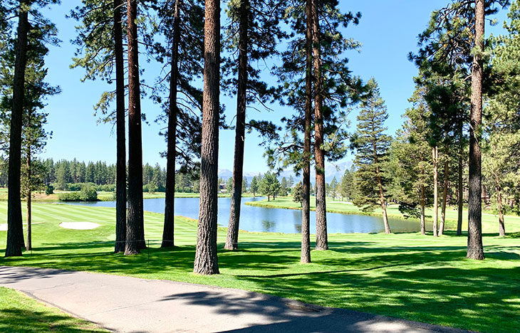 view on a golf course with tall trees