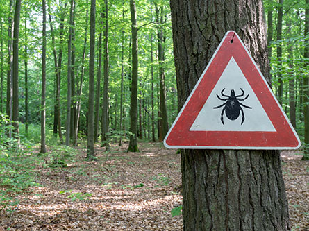 tick on a sign posted in the woods