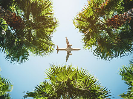 airplane flying overhead in between palm trees