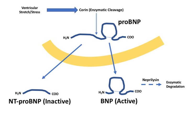 BNP Metabolism
