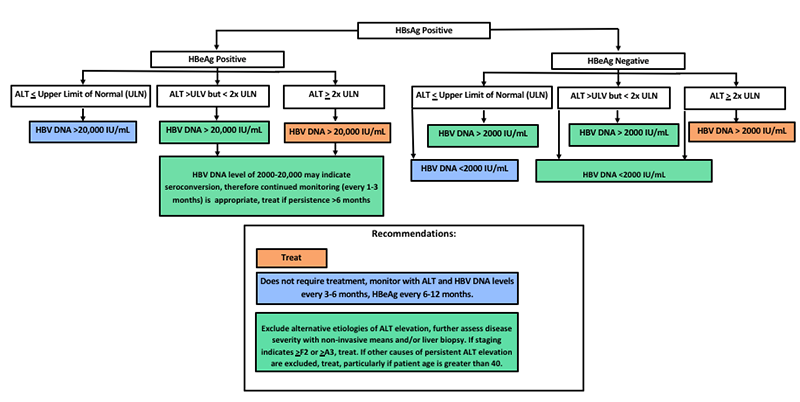 Figure 2. Algorithm for management of HBsAg-positive persons without cirrhosis