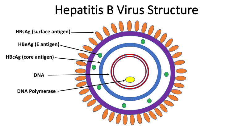 Figure 1. Hepatitis B Virus Structure Simplified