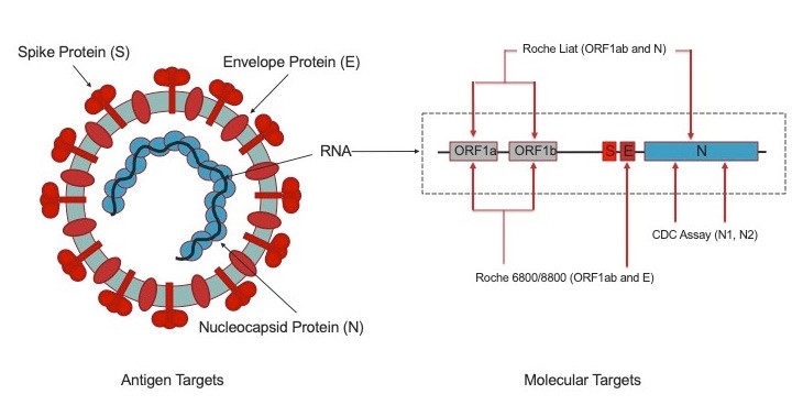 SARS-CoV-2 Structure and Molecular Targets