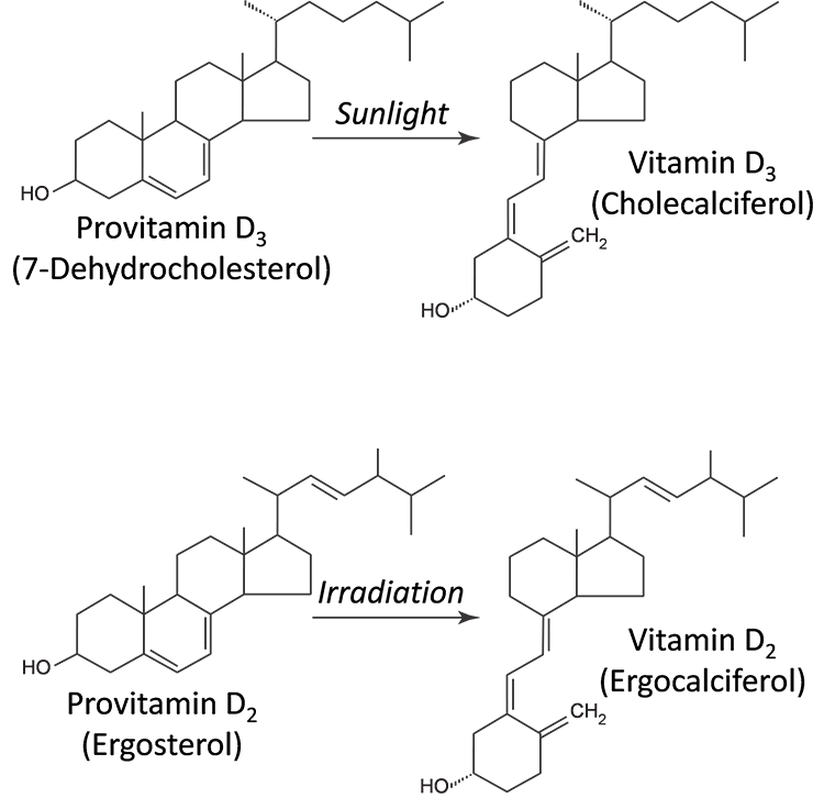 Comparison of vitamin D2 an D3