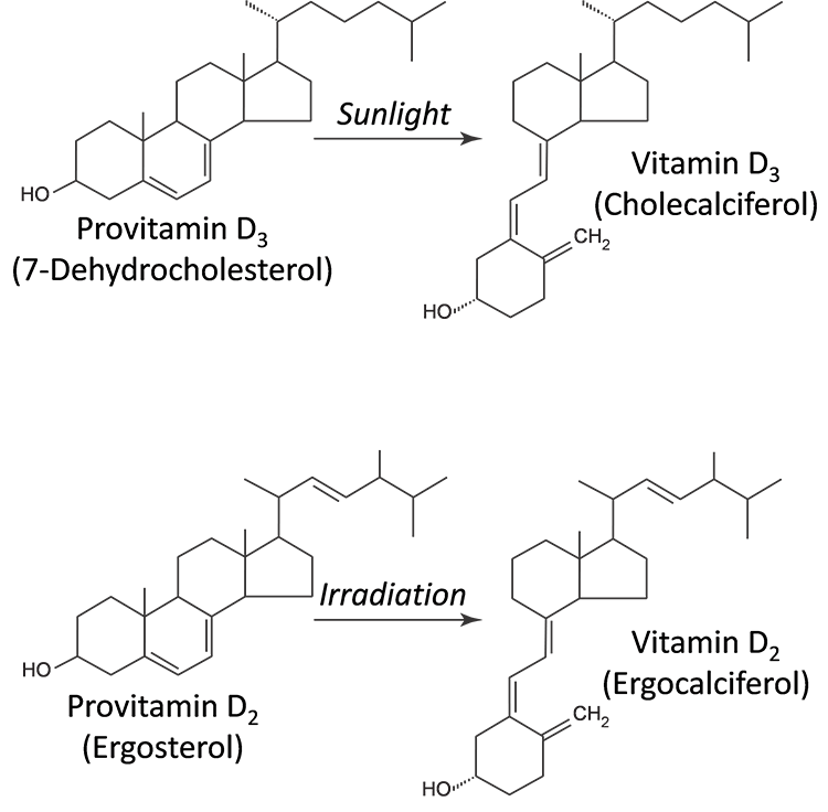 vitamin d2 and d3 structure