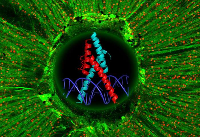 eye vision research DNA