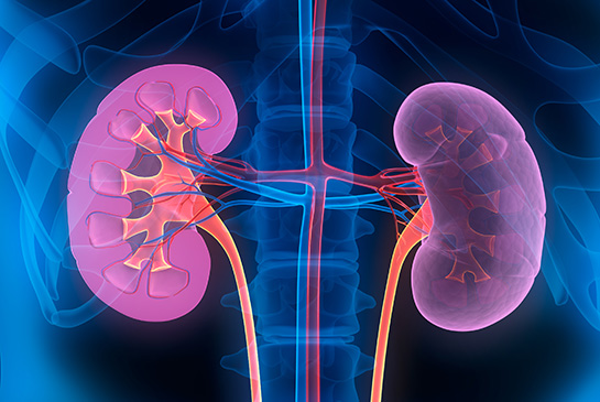 Graphic showing two kidneys