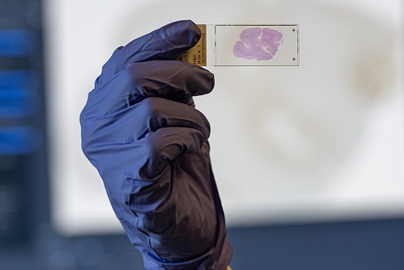 Gloved hand holding a microscope slide.