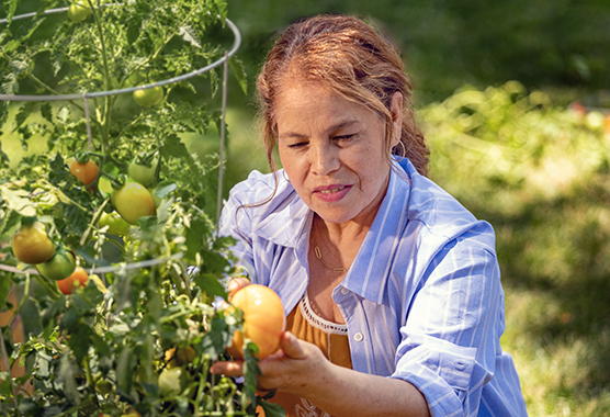 La paciente de UC Davis Health, Cecilia, cosechando tomates en su jardín.