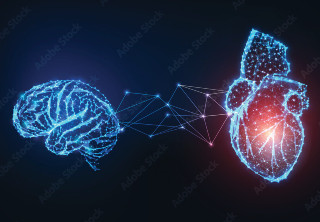 Heart and brain connected