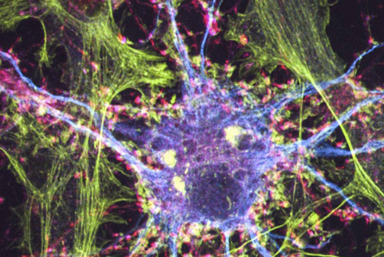 brain neuron illustration