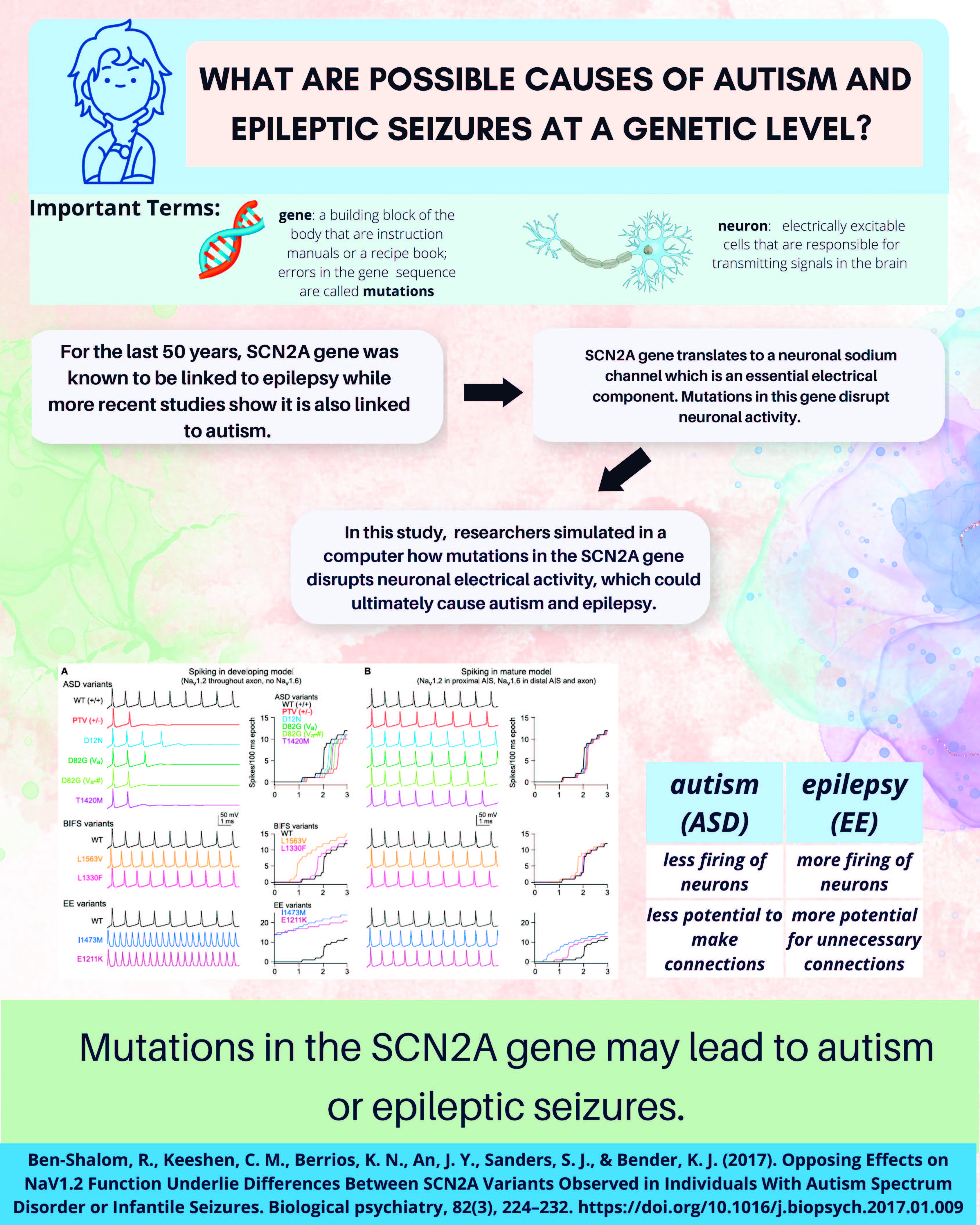 Mutations in the SCN2A Gene Infographic
