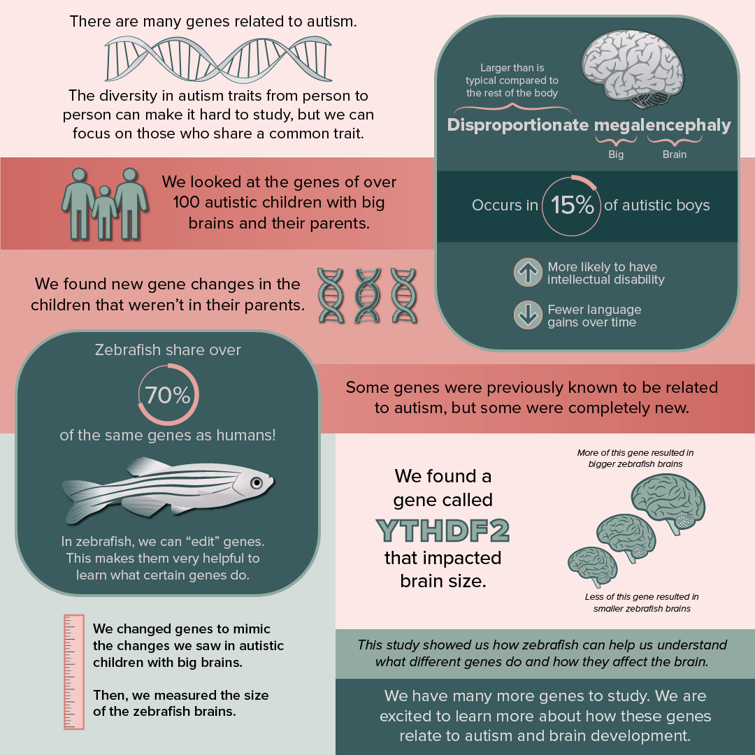 zebrafish Infographic
