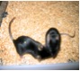 Social interactions between two freely moving mice