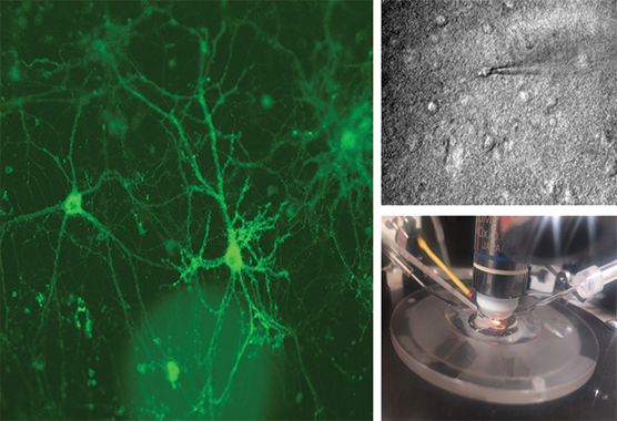 Three-panel scientific image: green fluorescent neuron-like cell networks, a grayscale microscope view of cells, and a close-up of a lab apparatus