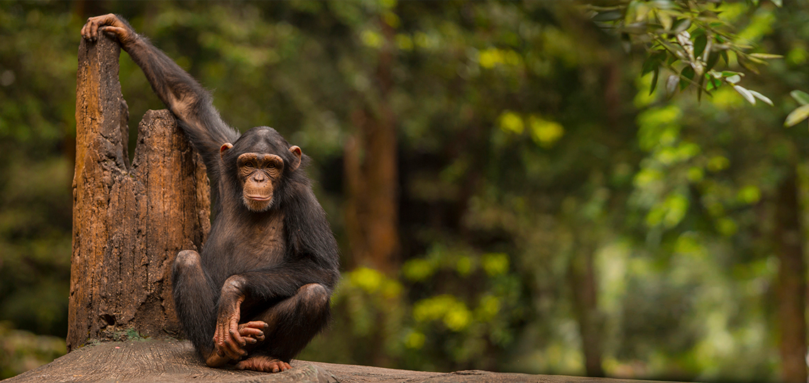 A single genetic mutation may have made humans more vulnerable than chimpanzees to cancer