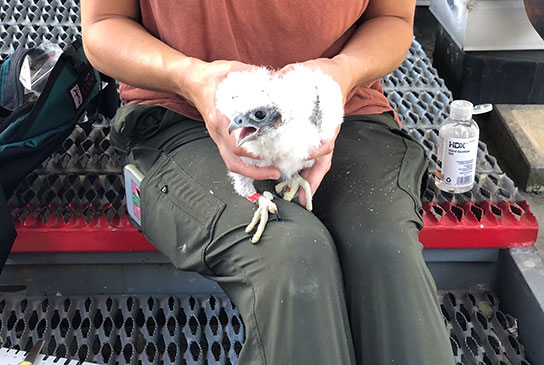 researcher holding a peregrine falcon chick