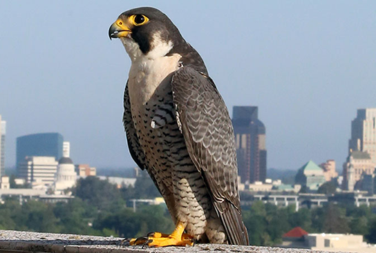 Peregrine falcon perched on a ledge