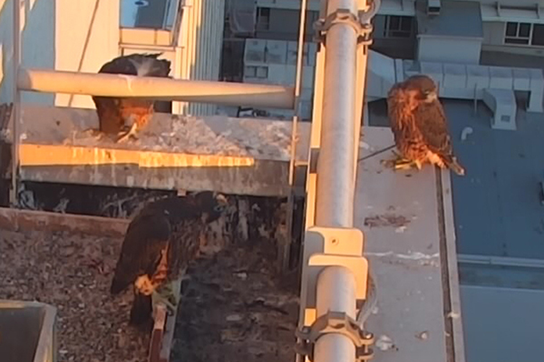 peregrine falcon chicks sit on the ledge
